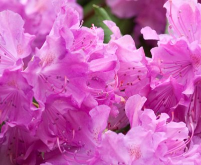 Опис найкращих сортів гібридного рододендрона