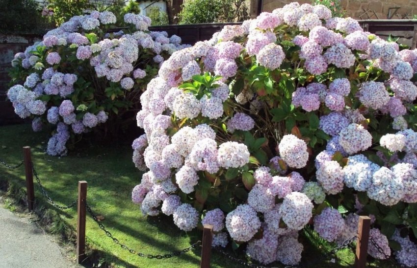 Кущ гортензії Кущ гортензії