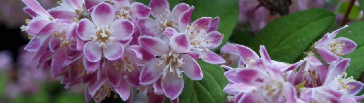 Опис дії і правила вирощування кущів на Уралі