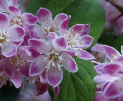 Опис дії і правила вирощування кущів на Уралі