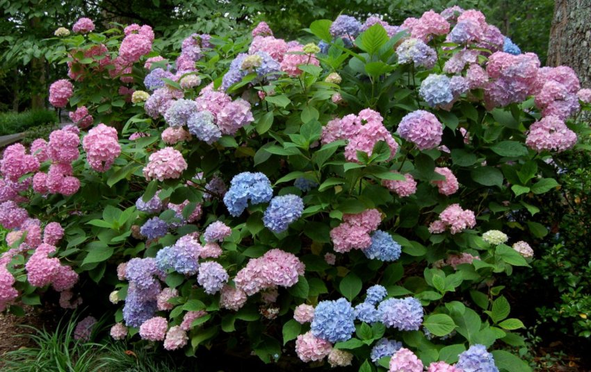 Гортензія великолиста Гортензія великолиста