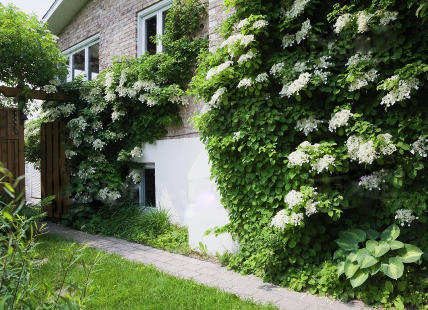 Гортензія черешкова Гортензія черешкова