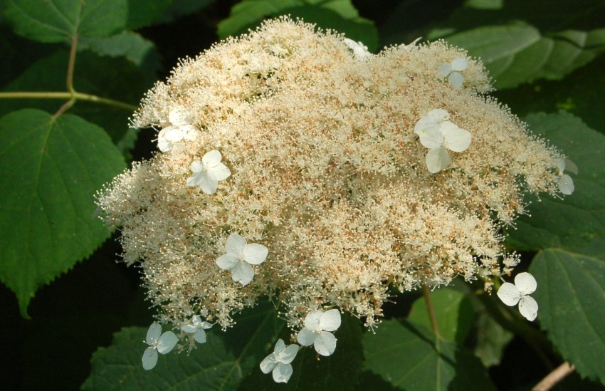 Hydrangea radiata Hydrangea radiata
