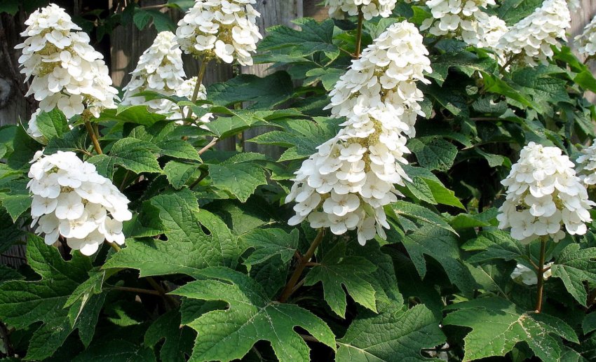 Гортензія дуболистна Гортензія дуболистна