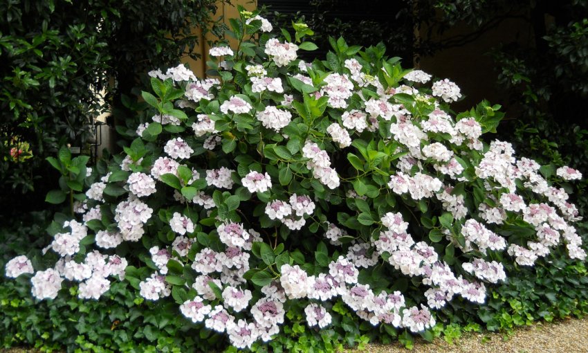 Гортензія підщебенева Гортензія підщебенева