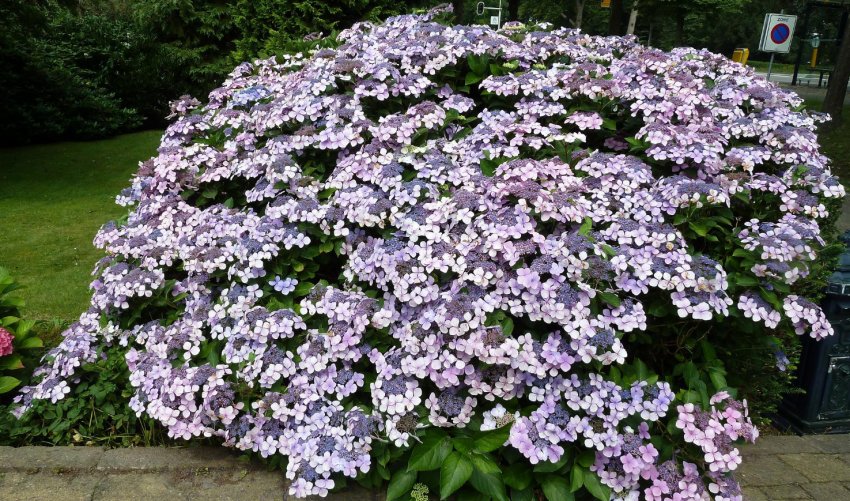 Гортензія пильчаста Гортензія пильчаста