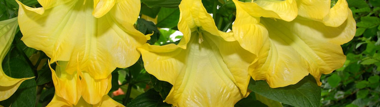 Бругмансия: опис, посадка, вирощування і догляд в домашніх умовах