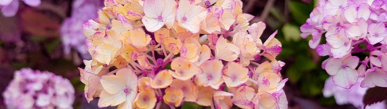 Опис та характеристики гортензії