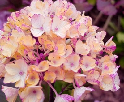 Опис та характеристики гортензії