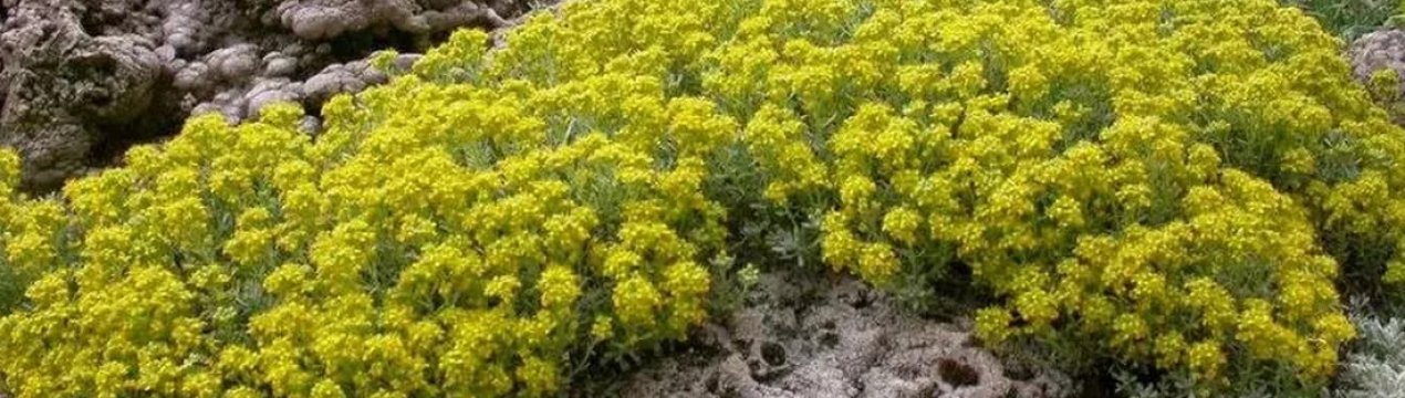 Опис, посадка та догляд за кам'яним аліссумом