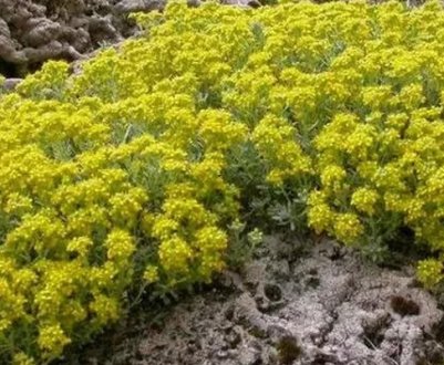 Опис, посадка та догляд за кам'яним аліссумом