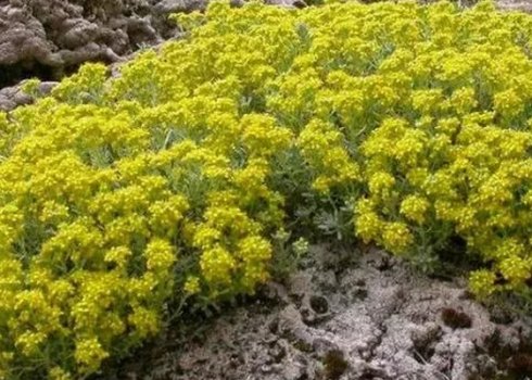 Опис, посадка та догляд за кам'яним аліссумом