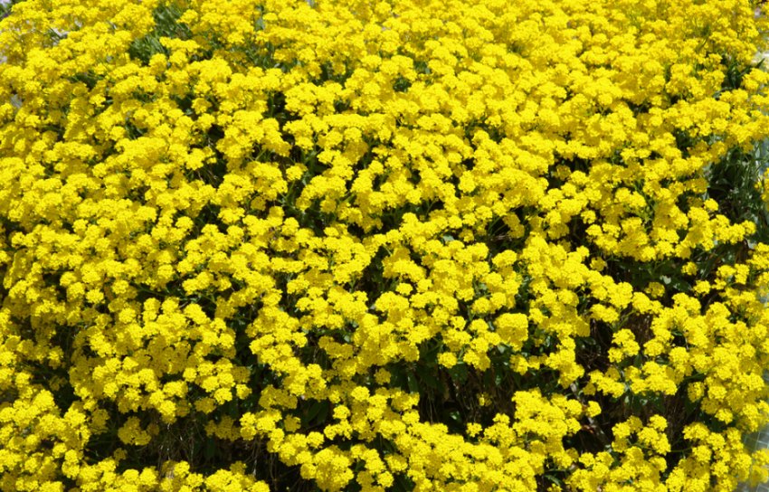 Алиссум Золотистый