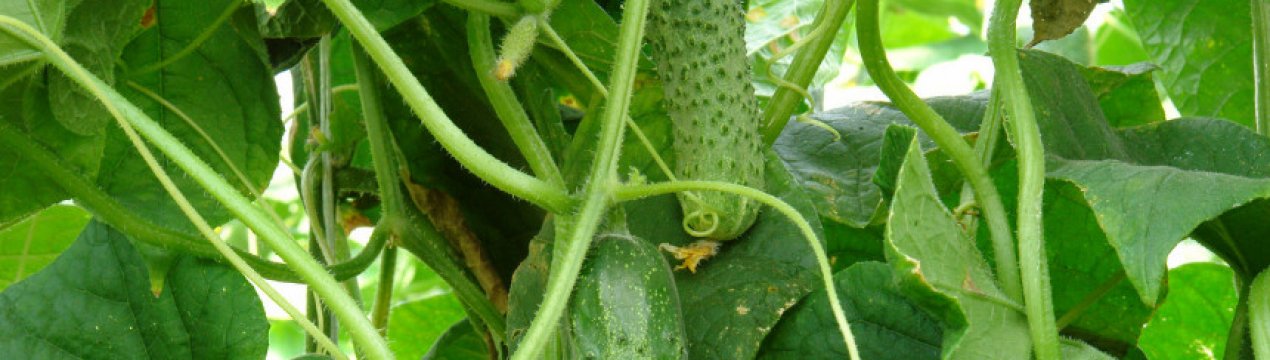 Огірок «Артист f1»: характеристика, посадка і догляд