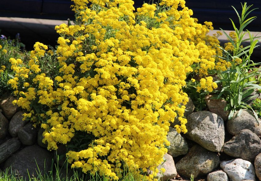 Аліссум Гірське золото