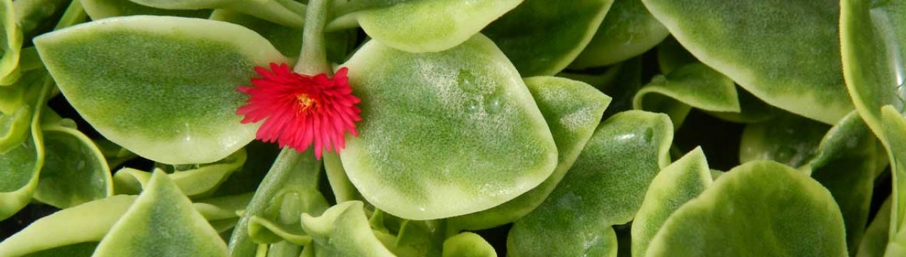 Аптения: догляд в домашніх умовах