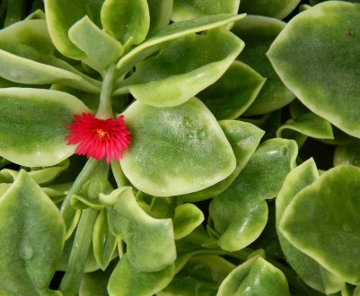 Аптения: догляд в домашніх умовах