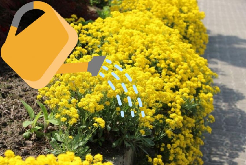 Полив аліссума