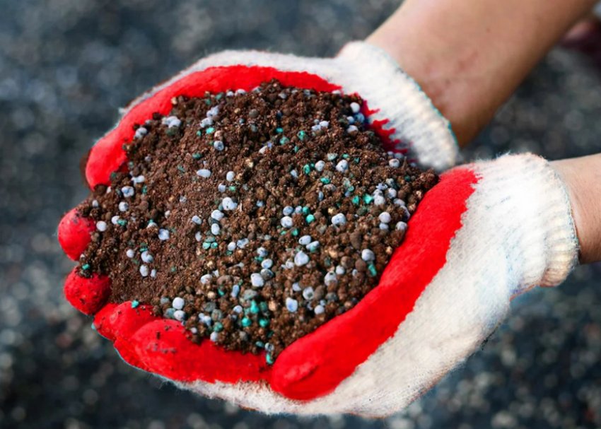 Підживлення аліссума