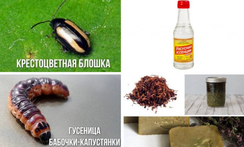 Методи боротьби з шкідниками аліссума