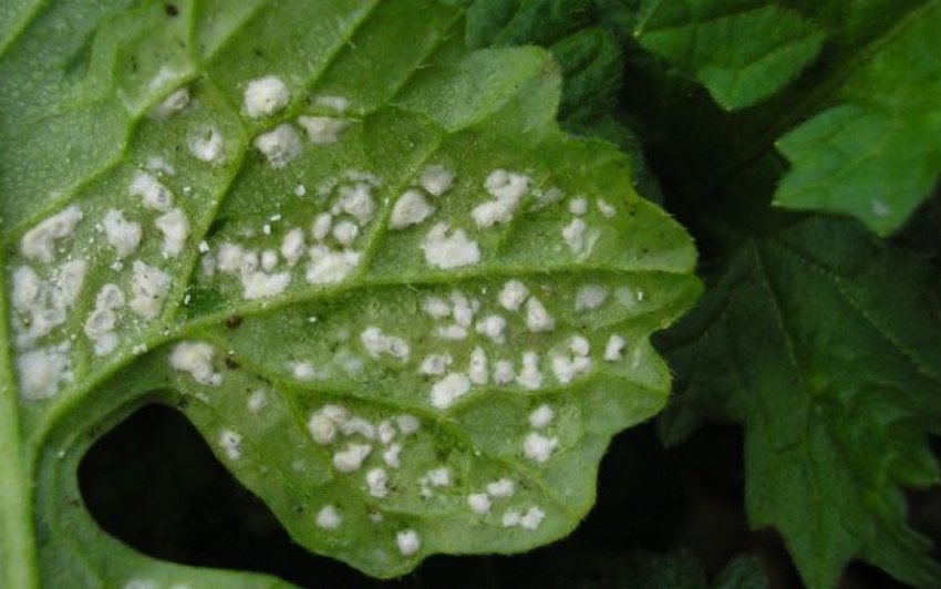 Коричнева гниль на листках аліссума