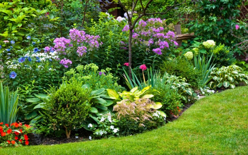 Клумба міксбордер