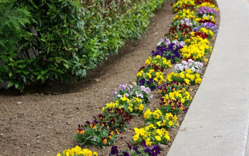 Вузький прямокутний квітник