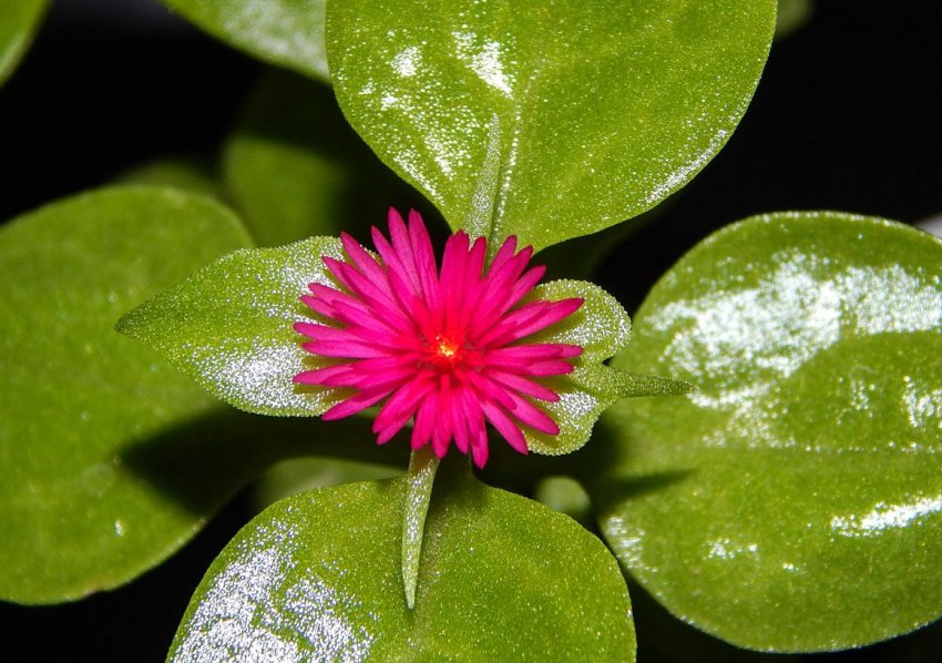 Аптения серцелиста