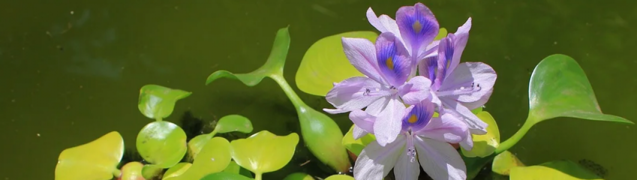 Посадка та догляд за водяним гіацинтом