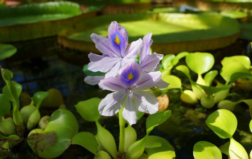 Водний гіацинт