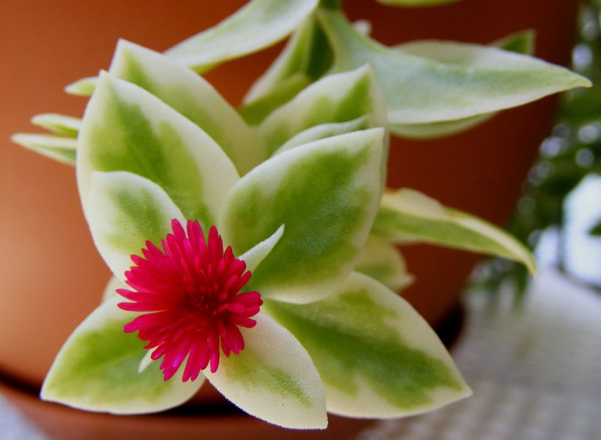 Аптения ланцетолиста