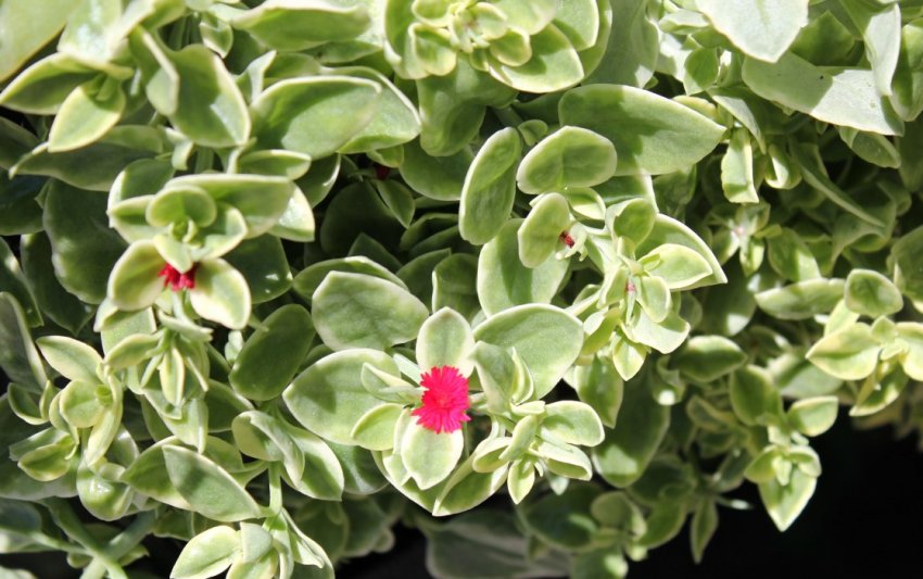 Аптения вариегатная