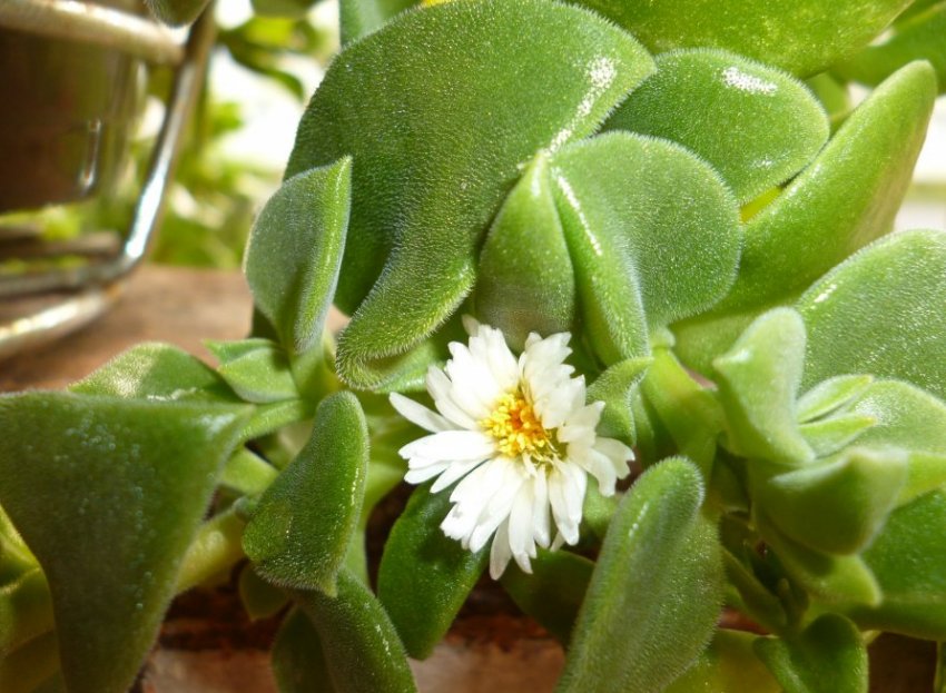 Аптения Геккаля