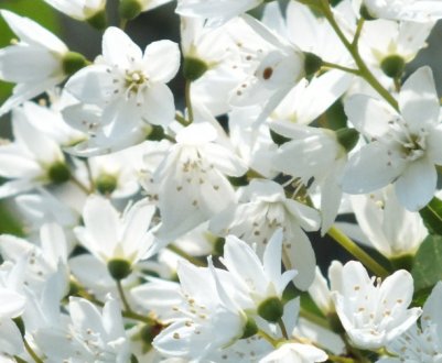 Вирощування дейції в Підмосков'ї