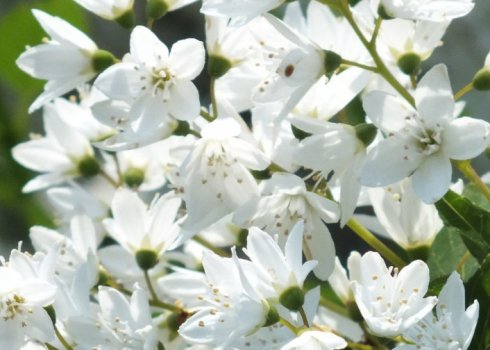 Вирощування дейції в Підмосков'ї