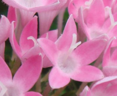 Квітка пентас: як доглядати в домашніх умовах