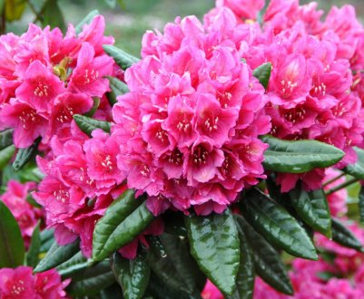 Особливості вирощування рододендрона на Уралі