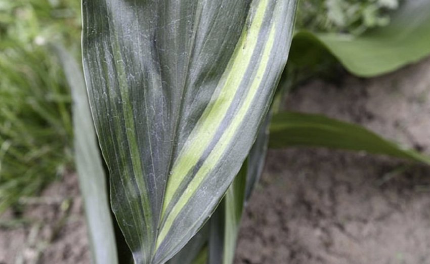 Fuji-No-Mine Fuji-No-Mine