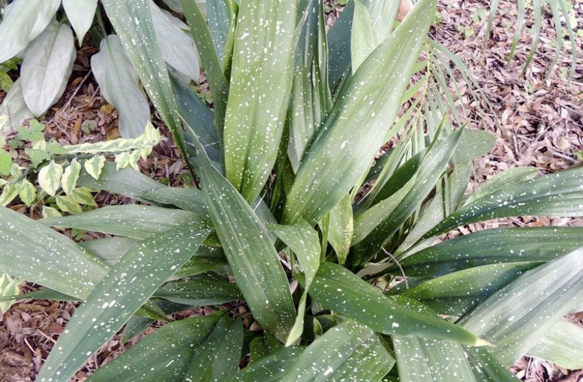 Ginga Giant Ginga Giant