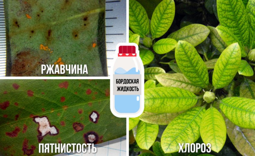 Боротьба з хворобами рододендрона Боротьба з хворобами рододендрона