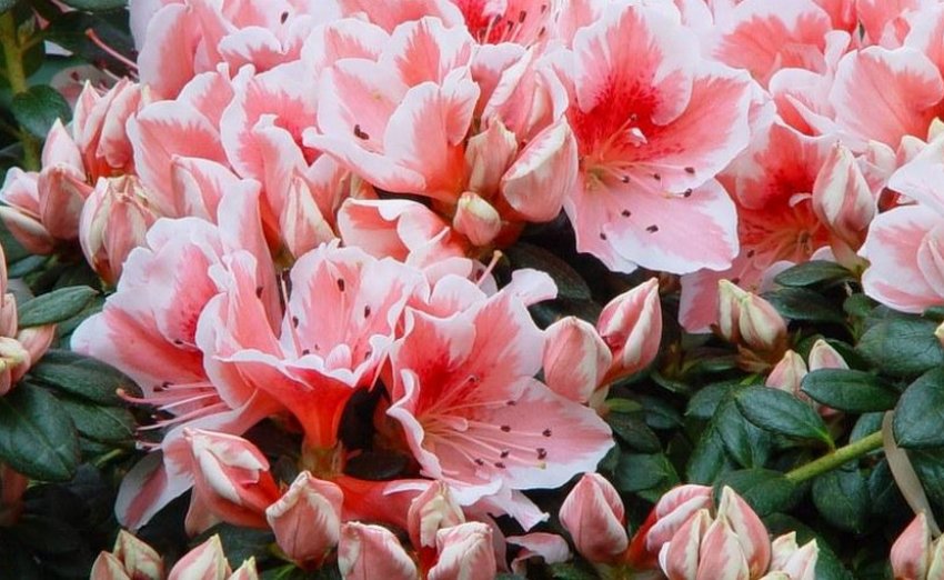 рододендрон можно ли выращивать дома. 156112.q28oa0.850. рододендрон можно ли выращивать дома фото. рододендрон можно ли выращивать дома-156112.q28oa0.850. картинка рододендрон можно ли выращивать дома. картинка 156112.q28oa0.850. С одной стороны, цветам азалии нет равных. С другой — принеся вазон из магазина и начиная за ним ухаживать, некоторые цветоводы замечают, что то ли из-за стресса (переезд), то ли из-за неправильного ухода растение начинает показательно терять цветки. Но пусть это не останавливает вас! Окружив цветок правильным уходом, вы обязательно добьетесь его «расположения».