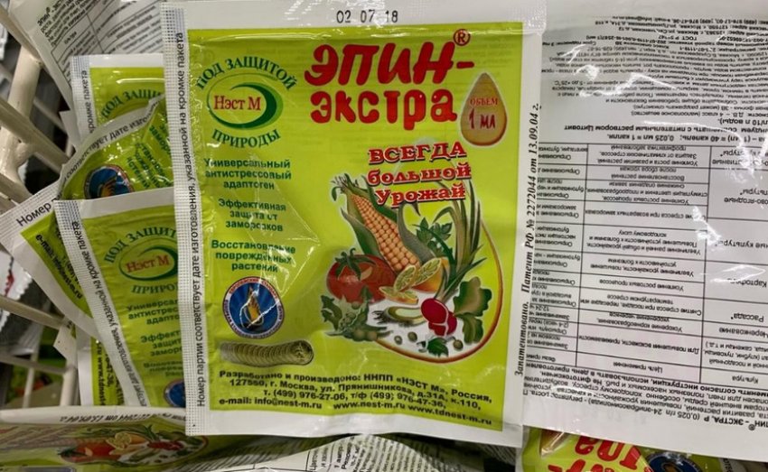 рододендрон можно ли выращивать дома. 156144.q28q80.850. рододендрон можно ли выращивать дома фото. рододендрон можно ли выращивать дома-156144.q28q80.850. картинка рододендрон можно ли выращивать дома. картинка 156144.q28q80.850. С одной стороны, цветам азалии нет равных. С другой — принеся вазон из магазина и начиная за ним ухаживать, некоторые цветоводы замечают, что то ли из-за стресса (переезд), то ли из-за неправильного ухода растение начинает показательно терять цветки. Но пусть это не останавливает вас! Окружив цветок правильным уходом, вы обязательно добьетесь его «расположения».