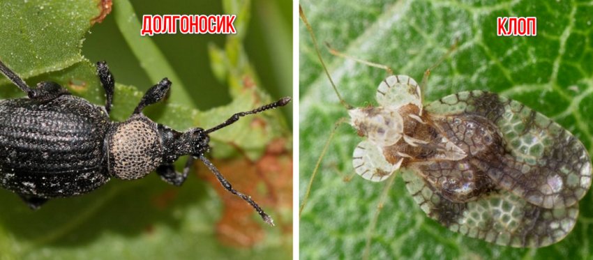 Шкідники рододендрона Шкідники рододендрона