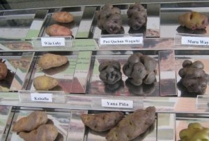 Музей картоплі в Перу може запобігти світовій продовольчій кризі