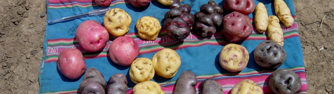 Музей картоплі у Перу може запобігти світовій продовольчій кризі