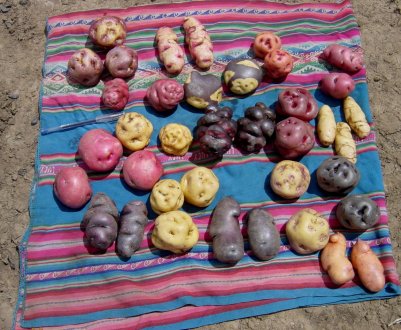 Музей картоплі у Перу може запобігти світовій продовольчій кризі