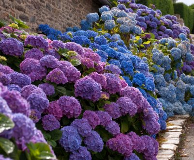 Отруйний гортензія або ні?