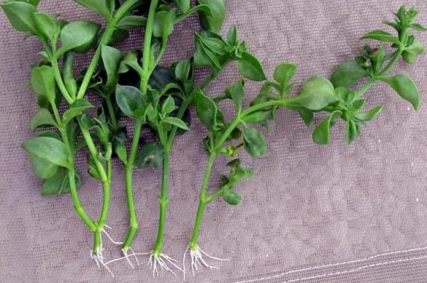 Живці аптении