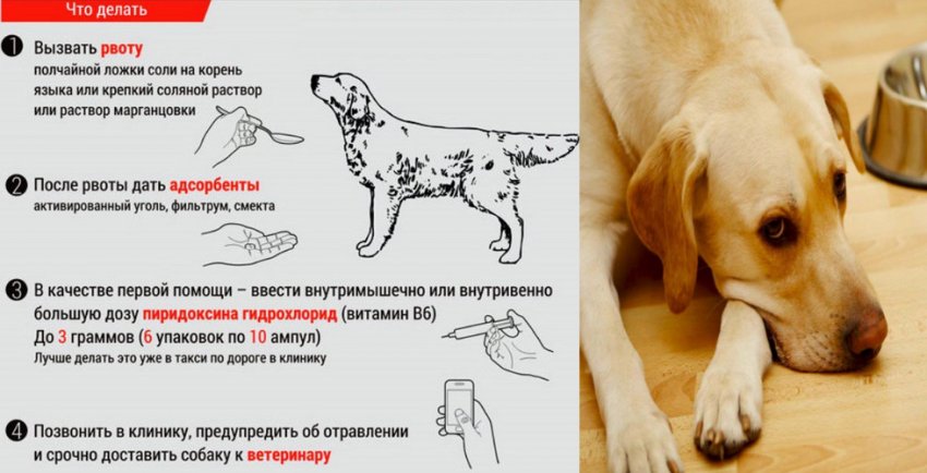 чем опасна гортензия для человека. Смотреть фото чем опасна гортензия для человека. Смотреть картинку чем опасна гортензия для человека. Картинка про чем опасна гортензия для человека. Фото чем опасна гортензия для человека