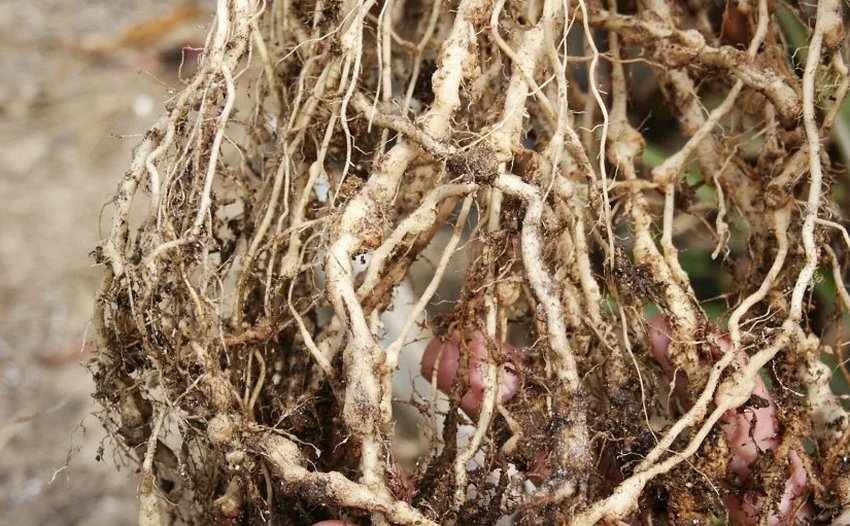 Галова нематода